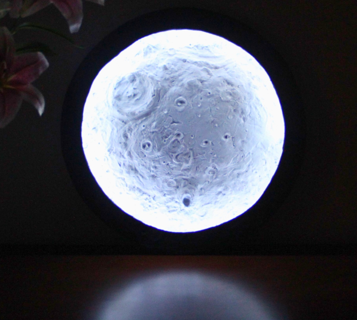 Own The Moon